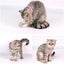 12x Pet ID Bands Kitten Tags Whelping Puppy Dog Identification Tags Collar Carousel 7