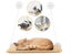 PTN NEW Cat Bed Sale Sale Sale Carousel 8