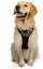 Adjustable Dog Harness Tactical Lead Vest Outdoor Leash Extra Large XL Carousel 1