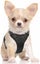 Adjustable Dog Harness Tactical Lead Vest Outdoor Leash SMALL Carousel 2