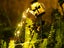 2Pcs Solar Watering Can Light Outdoor Water-Resistant Waterfall Lamp Dragonfly Carousel 3