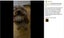 New Anti Bark Dog Collar on Afterpay Carousel 13