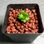 TOP QUALITY Anubias "Mini coin" Carousel 1