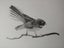‘Fantail’ Print (from an original drawing in pencil) - Framed Carousel 2