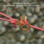 3 holes rope tensioner guy line cord adjusters guy line rope tensioners tent Carousel 12