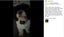 New Anti Bark Dog Collar on Afterpay Carousel 10