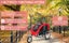Dog Cat Bike Trailer Pram Foldable Pet Bicycle Trailer Medium 2-in-1 Carousel 16