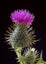 Scottish Spurtle sml 250mm Carousel 3