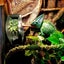 Reptile Chameleon Cantina Drinking Fountain Water dripper on Afterpay Carousel 7