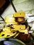 Idler for Kobelco SK045 (4 bolt holes) Carousel 4