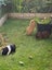 Guinea Pigs for sale Carousel 5