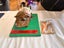 Guinea Pigs for sale Carousel 6