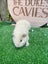 Guinea Pigs for sale Carousel 3