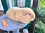 Guinea Pigs for sale Carousel 10
