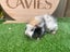 Guinea Pigs for sale Carousel 12