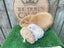 Guinea Pigs for sale Carousel 8
