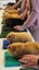 Guinea Pigs for sale Carousel 15