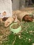 Guinea Pigs for sale Carousel 7