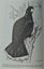 The BOOK of the HUIA by W.J. Phillipps FIRST EDITION Finest HUIA Reference EVER Carousel 13