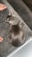 Lost - Female Cat “Tigz” Carousel 3