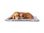 PTN NEW Waterproof Pet Dog Mat Sale - Sale Sale Carousel 2
