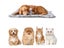 PTN NEW Waterproof Pet Dog Mat Sale - Sale Sale Carousel 11