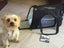 Pet Carrier sale sale Carousel 6