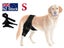 Dog Knee Brace Local NZ Clearance Carousel 1