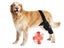 Dog Knee Brace Local NZ Clearance Carousel 6