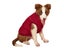 Dog Warm Coat Thickened Padded Windbreaker Vest Jacket Winter Wine Red 3XL Carousel 5