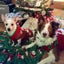 Festive Pet Attire Striped Snowman New Year Dog Sweater For Fall And Winter Carousel 3