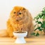 Pet Ceramic Bowl High Feet Cat Bowl Protects Cervical Spine Ceramic Cat Food Ut Carousel 3