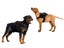 Adjustable Dog Harness NEW Carousel 3