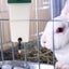 Hanging Hamster Water Bottle Small Animal Drinker For Pet Cage Carousel 4
