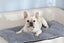 2Pcs Pet Blanket Self-Heating Bed Pad Cat Dog Self-Warming Cushion-Grey Carousel 2