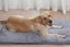2Pcs Pet Blanket Self-Heating Bed Pad Cat Dog Self-Warming Cushion-Grey Carousel 3