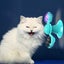 Yutang Interactive Windmill Cat Toys With Catnip : Cat Toys For Indoor Cats Fun Carousel 1
