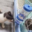 Non-drip Small Animal Water Bottles 2 Pcs Suitable For Small Pets Rabbits Ferre Carousel 4