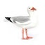 Loading Image 1 of 1