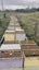 Bees Beehives Nucs Package Bees Queen Bees Carousel 4