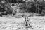 AN ACCIDENTAL BUSHMAN. The adventures of a Forest Ranger in 1960s backcountry NZ Carousel 9
