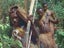 CANNIBALS, CROCODILES & CASSOWARIES. Adventures of a young Kiwi in New Guinea Carousel 8