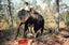 BUT THAT'S WHAT ELEPHANTS ARE FOR! Adventures of a NZ Forester in Burma & Asia Carousel 4