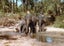 BUT THAT'S WHAT ELEPHANTS ARE FOR! Adventures of a NZ Forester in Burma & Asia Carousel 6