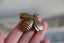 Antique style miniature ornament statue cast brass bee figurine pendant NZ stock Carousel 1