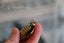 Antique style miniature ornament statue cast brass bee figurine pendant NZ stock Carousel 3
