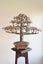 Copper Bonsai Tree Sculpture hand made Carousel 11
