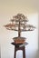 Copper Bonsai Tree Sculpture hand made Carousel 10