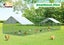 Chicken Run Coop - New Carousel 2