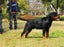 Genuine Leather Dog Lead 2.1 Metre 18 | TOUCHANDCATCH NZ Carousel 2